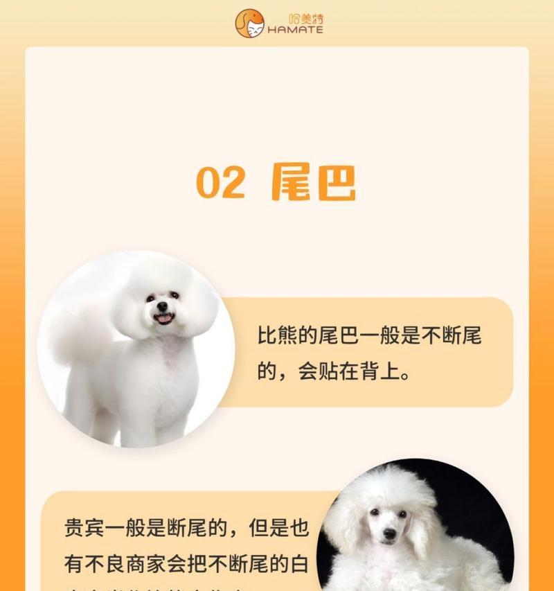 不同体型的贵宾犬价位是多少？如何查看贵宾犬的价位一览表？