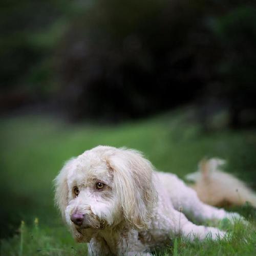 贵宾犬的起源是什么？贵宾犬的历史有哪些有趣事实？