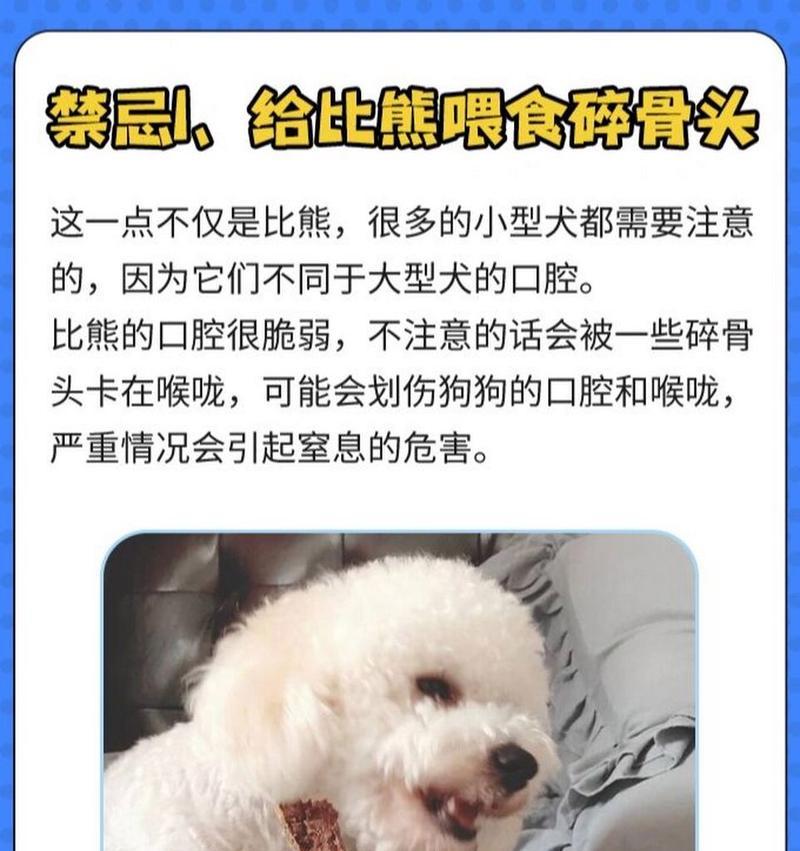 三个月的小比熊饲养需要注意什么？