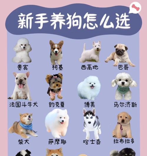 贵宾犬有哪些品种？哪里可以找到贵宾犬品种大全图？