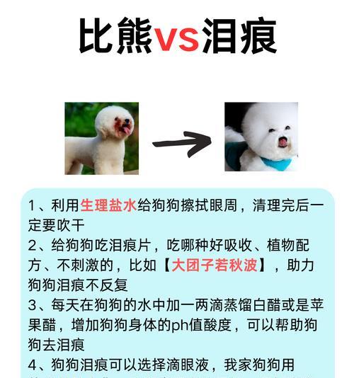 比熊吃鸡肝出现泪痕怎么办？会致命吗？