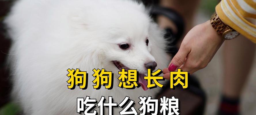 狗粮拌煮熟的肉喂狗安全吗？对狗狗健康有什么影响？