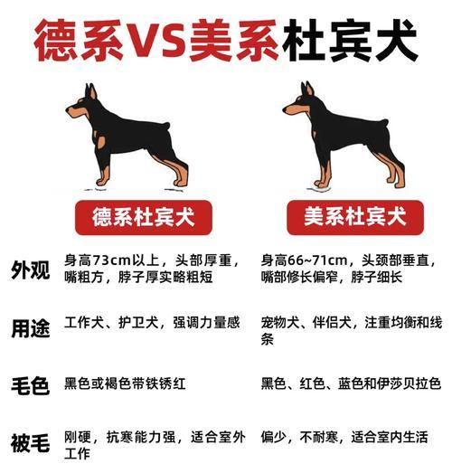 秋田犬应吃中型犬还是大型犬狗粮？哪种更适合？