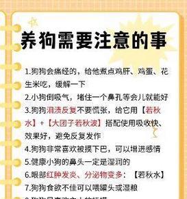 未满月比熊喂养方法是什么？需要注意哪些事项？