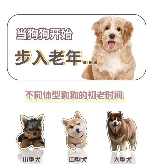 中型犬小时候怎么吃狗粮？喂食中型犬狗粮需要注意什么？