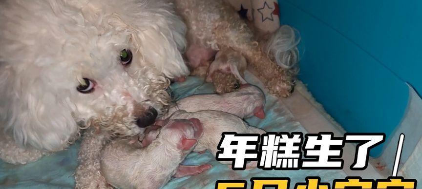 比熊幼犬如何顺利换粮食？换粮食时应注意哪些问题？