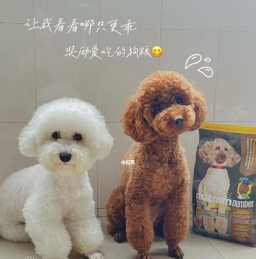 一岁的泰迪比熊可以吃鸡肝吗？如何处理成年犬的饮食问题？