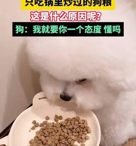 比熊只吃鸡肝不吃狗粮怎么办？如何纠正饮食习惯？