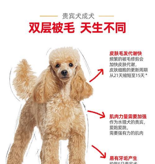 贵宾犬训练时推荐的狗粮有哪些特点？