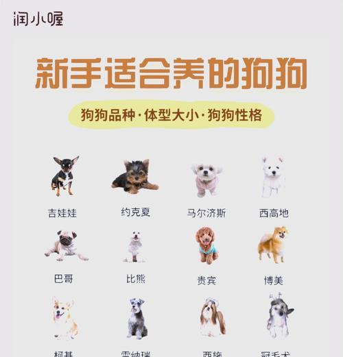 吉娃娃与贵宾犬的智商水平有何差异？