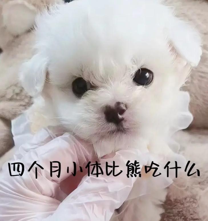 四个月大的比熊能吃鸡蛋吗？吃鸡蛋对幼犬有何好处？