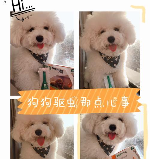 比熊幼犬驱虫后20分钟吐了怎么办？是否需要立即就医？