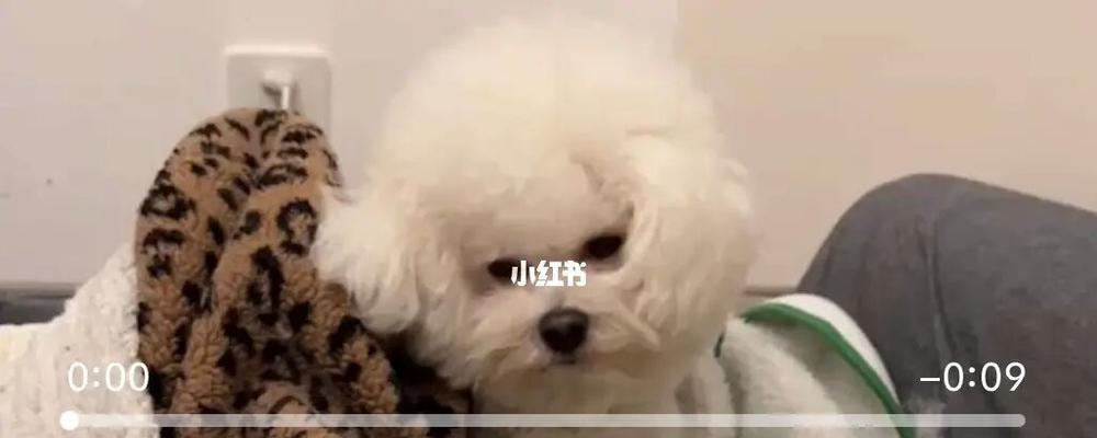 比熊幼犬驱虫后20分钟吐了怎么办？是否需要立即就医？