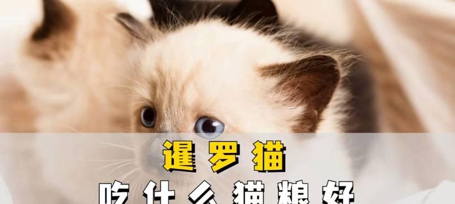 一岁暹罗猫正常猫粮摄入量是多少克？