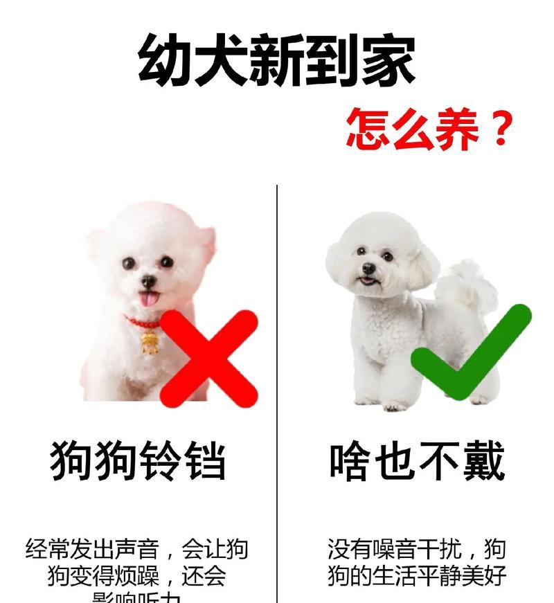 幼犬比熊和一岁半比熊能吃鸡肝吗？