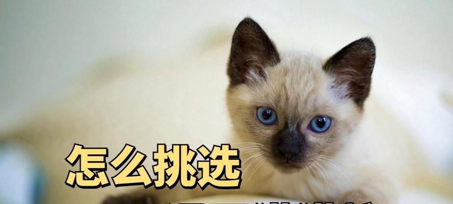 暹罗猫一顿吃多少克猫粮合适？喂食频率如何安排？