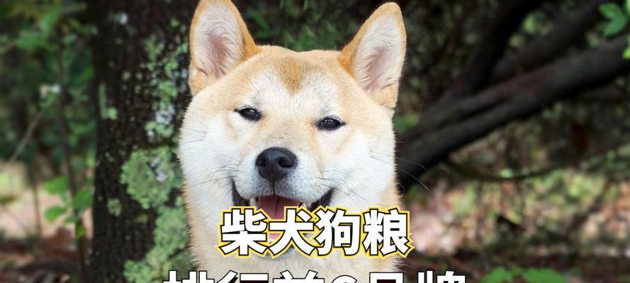 柴犬幼犬狗粮选择有哪些建议？