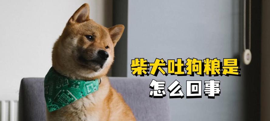 柴犬吐未消化狗粮的原因是什么？如何解决？