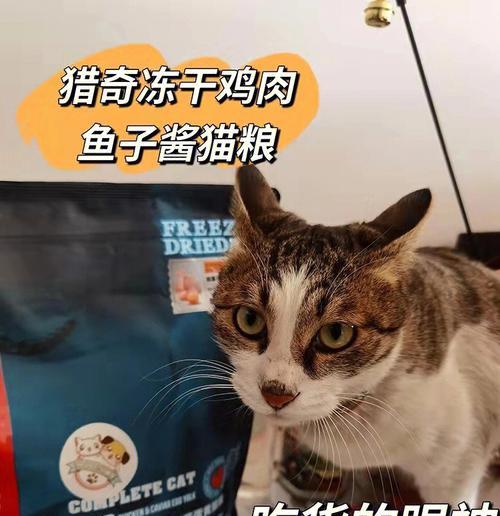 猫吃冻干猫粮需要额外饮水吗？饮水对猫的重要性是什么？