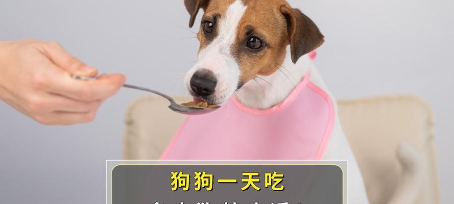 中型犬每次吃多少狗粮合适？如何控制食量？