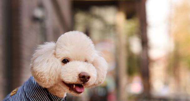 贵宾犬的起源地是哪里？