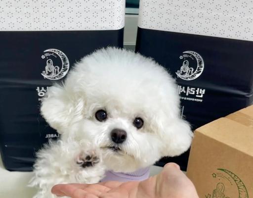 比熊犬食用蛋白后有何反应？是否适合长期喂食？