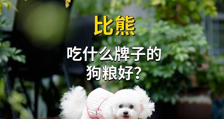 比熊犬每天吃狗粮好吗？最佳的喂养方法是什么？