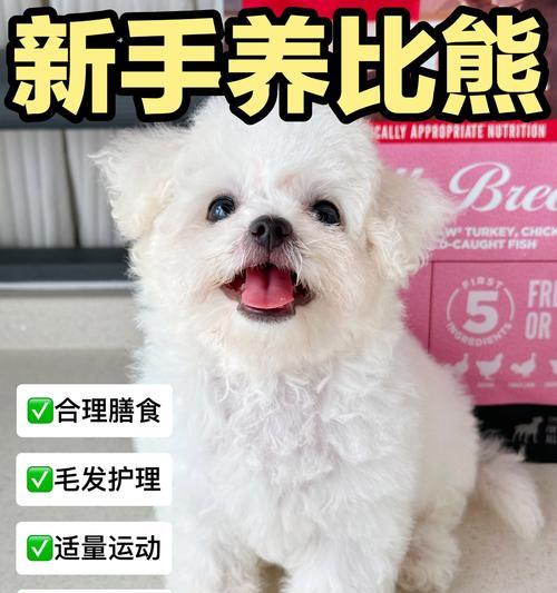 比熊犬每天吃狗粮好吗？最佳的喂养方法是什么？