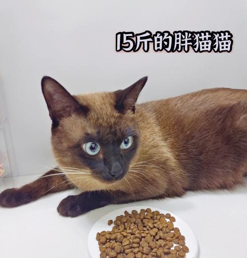 六个月暹罗猫每天需要多少猫粮？如何控制喂食量？