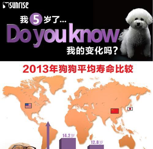 三个月比熊幼犬狗粮喂养指南？