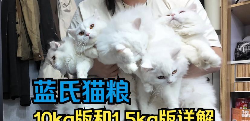 蓝猫加菲串种猫粮选择有哪些？如何喂养？