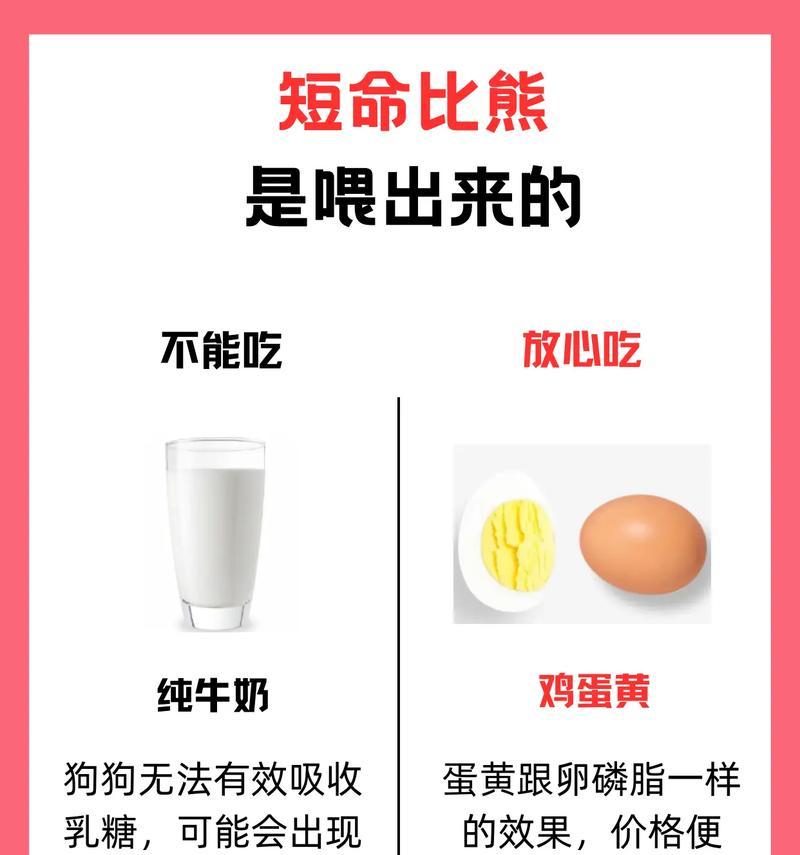 五个月大的比熊喂食标准是什么？