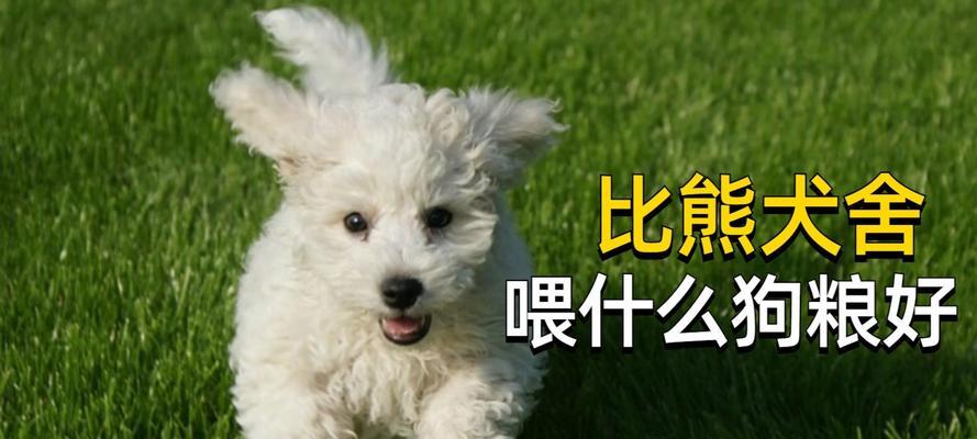 比熊成犬每天应该吃几顿狗粮？喂食频率如何安排？