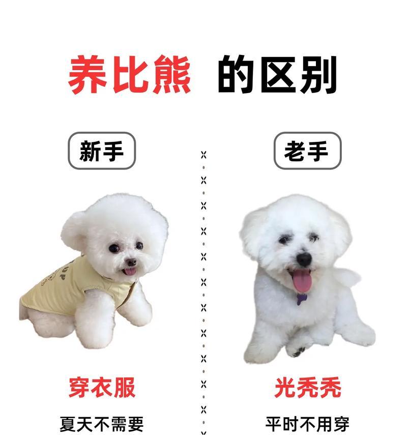 比熊幼犬不吃狗粮应该吃什么？