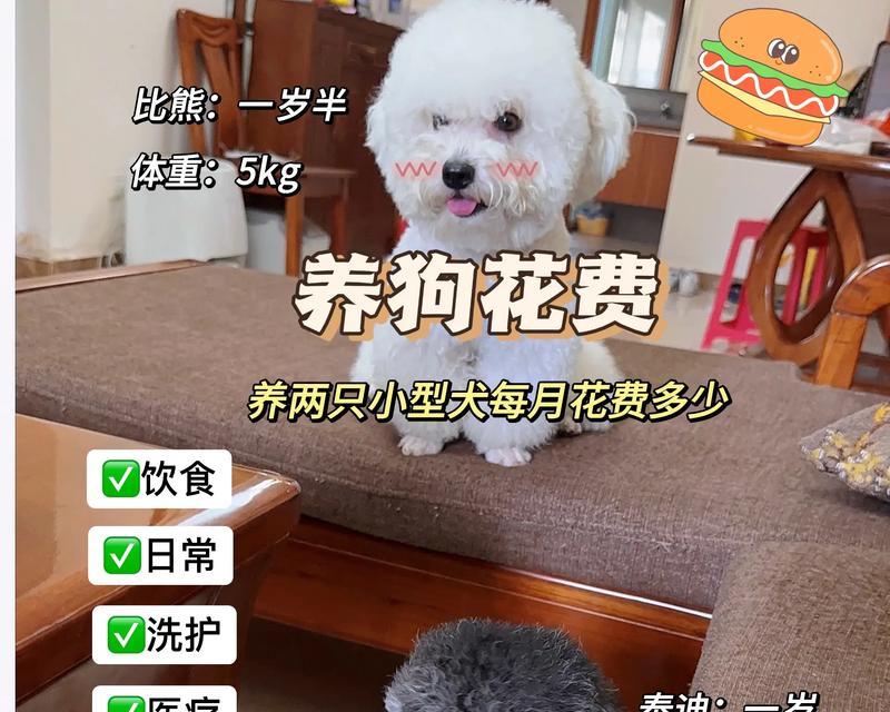 比熊幼犬不吃狗粮应该吃什么？