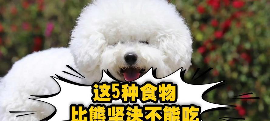 比熊幼犬不吃狗粮应该吃什么？