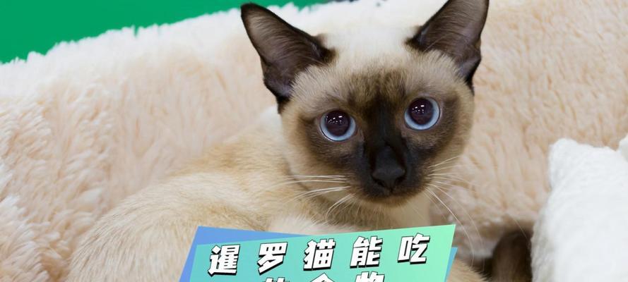 一岁多的暹罗猫吃多少克猫粮最好？如何计算合适的食量？