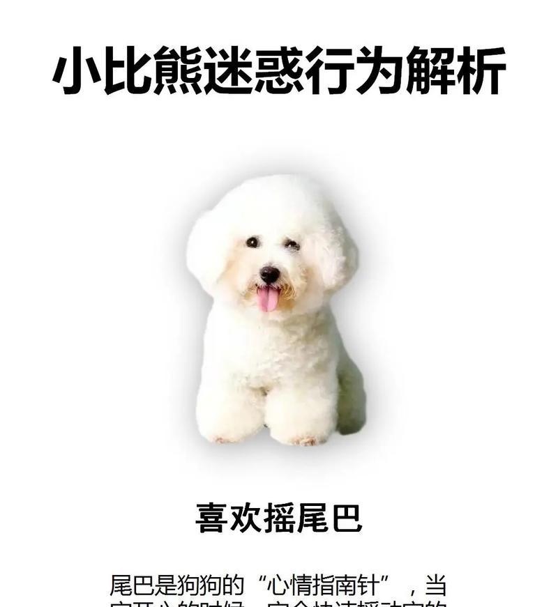 比熊犬几个月大可以吃卤鸭子？