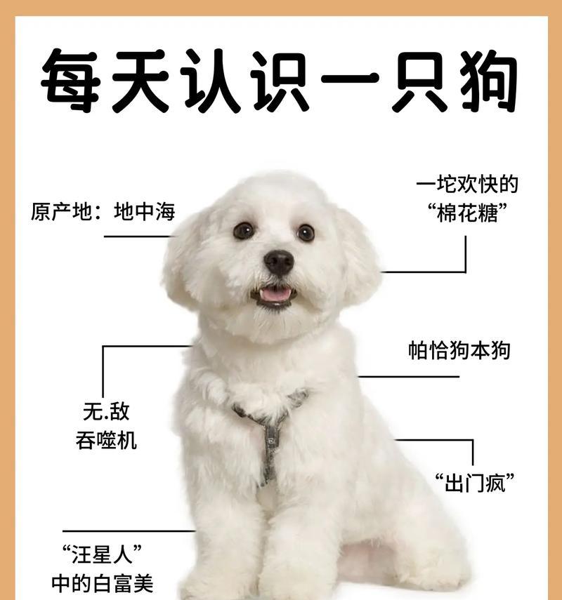 比熊犬几个月大可以吃卤鸭子？