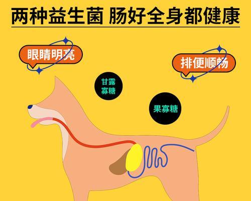 中型犬每天需要多少狗粮？狗粮的量如何控制？