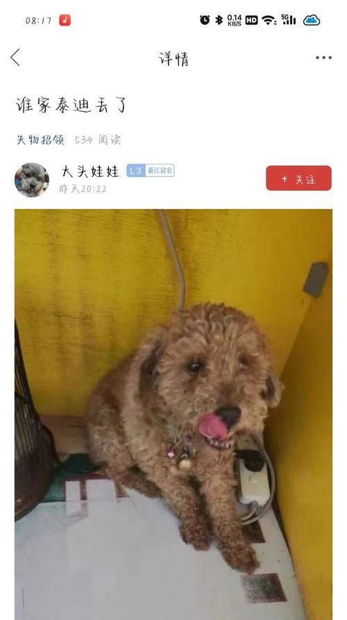 贵宾犬的大头照片有什么特点？如何拍摄出好看的贵宾犬大头照片？