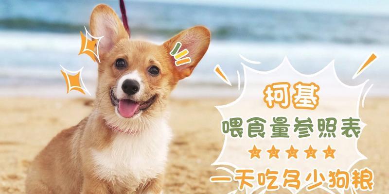 中型犬每顿饭应该喂多少克狗粮？如何科学喂食？