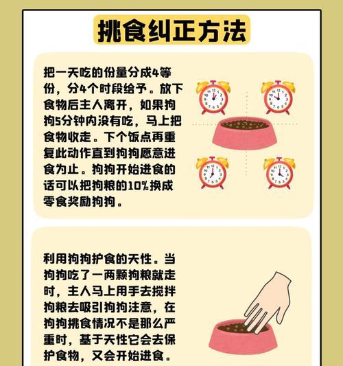 如何训练狗狗快速适应吃狗粮？有哪些有效方法？