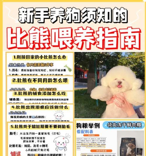 比熊几个月可以换幼犬粮？换粮需要注意什么？