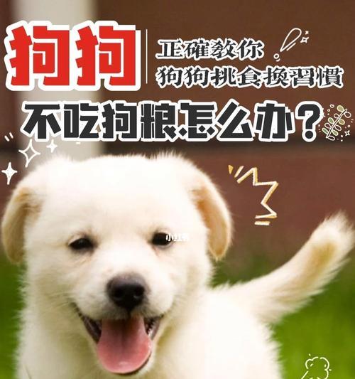 训练狗狗吃狗粮喝水的方法是什么？