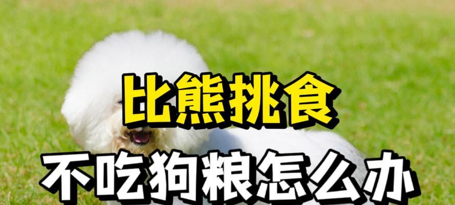 比熊犬可以吃生白菜拌狗粮吗？有哪些注意事项？