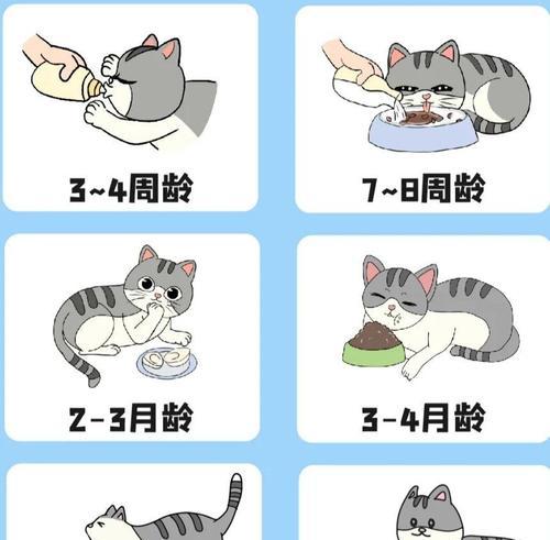 幼猫每次应该吃多少粒猫粮？如何控制喂食量？