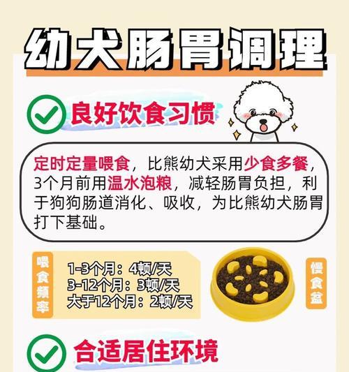 三个月比熊幼犬喂养方法？需要注意什么？