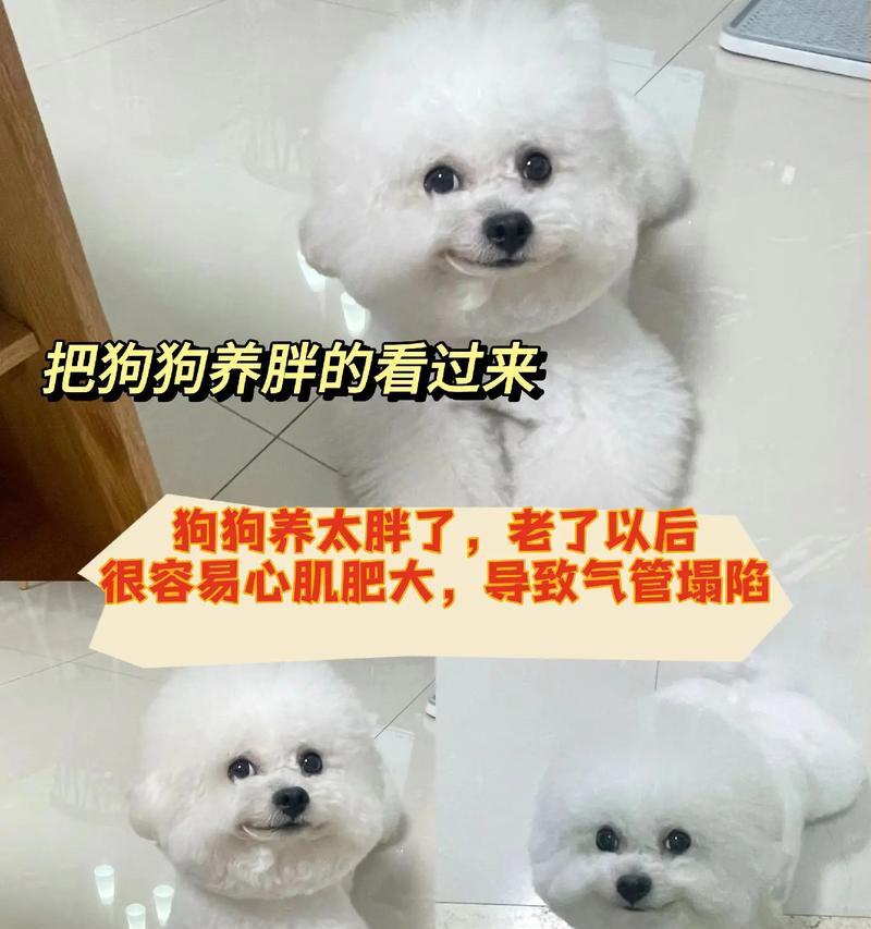 比熊犬的辅食中可以添加鸡心吗？添加鸡心有什么好处或风险？