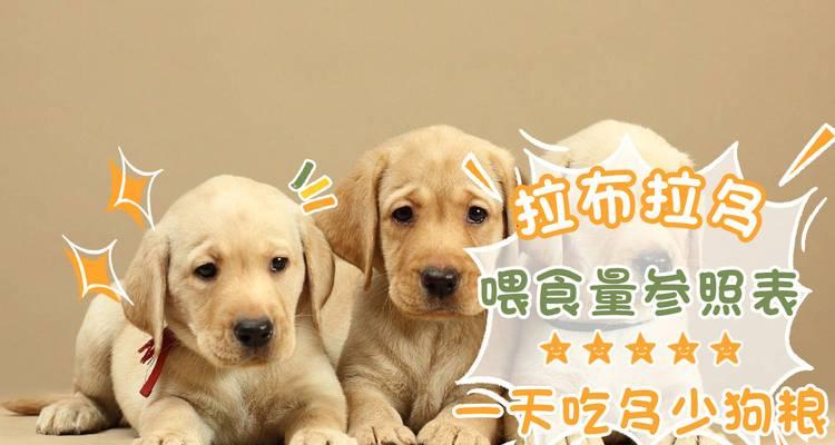 中型犬一次喂多少狗粮？喂食量怎么控制？